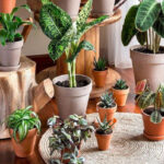 🌿 3. Moč naravnih rastlin: nežna podpora telesu brez kofeina