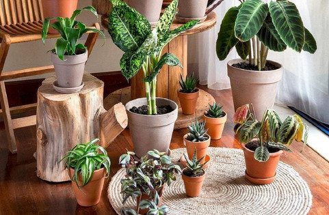 🌿 3. Moč naravnih rastlin: nežna podpora telesu brez kofeina